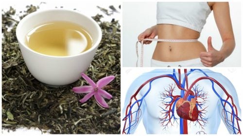 8 razones para incluir té blanco en tu desayuno. ¡Te encantará!
