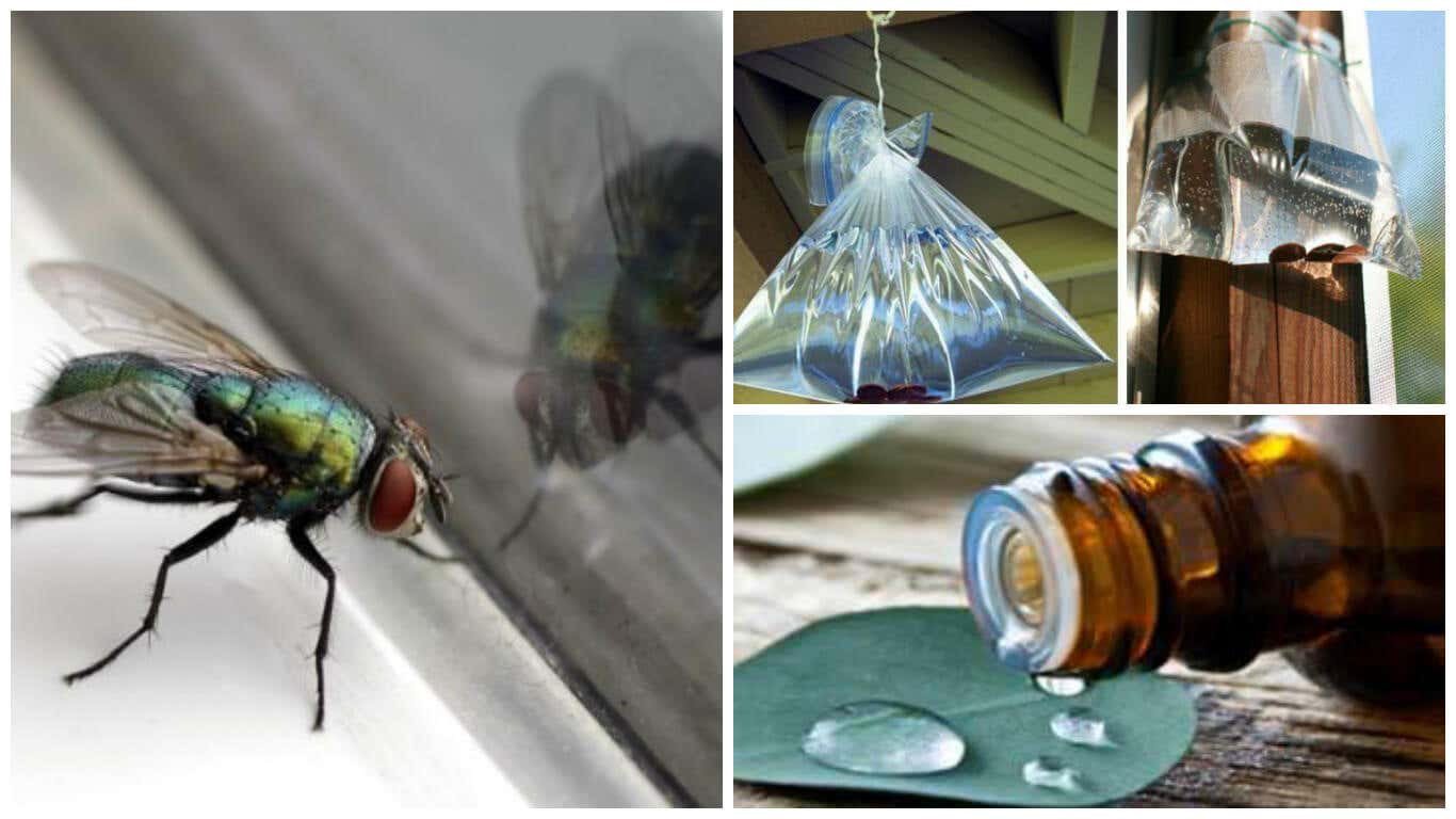 Combate las moscas de tu hogar con estas 6 soluciones caseras
