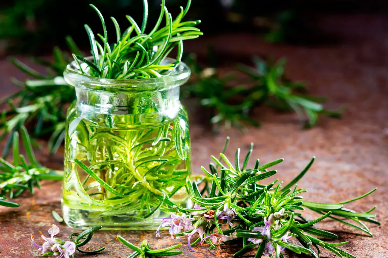 plantas medicinales para conseguir energía: romero