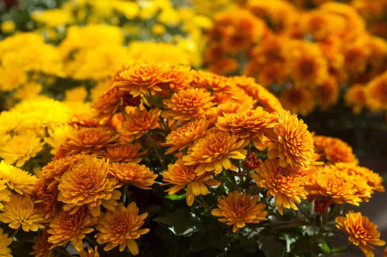 6 flores con excelentes beneficios para tu salud