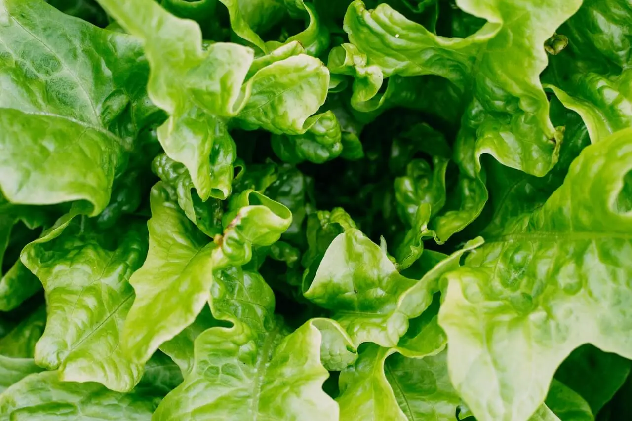 Hojas de lechuga verde.