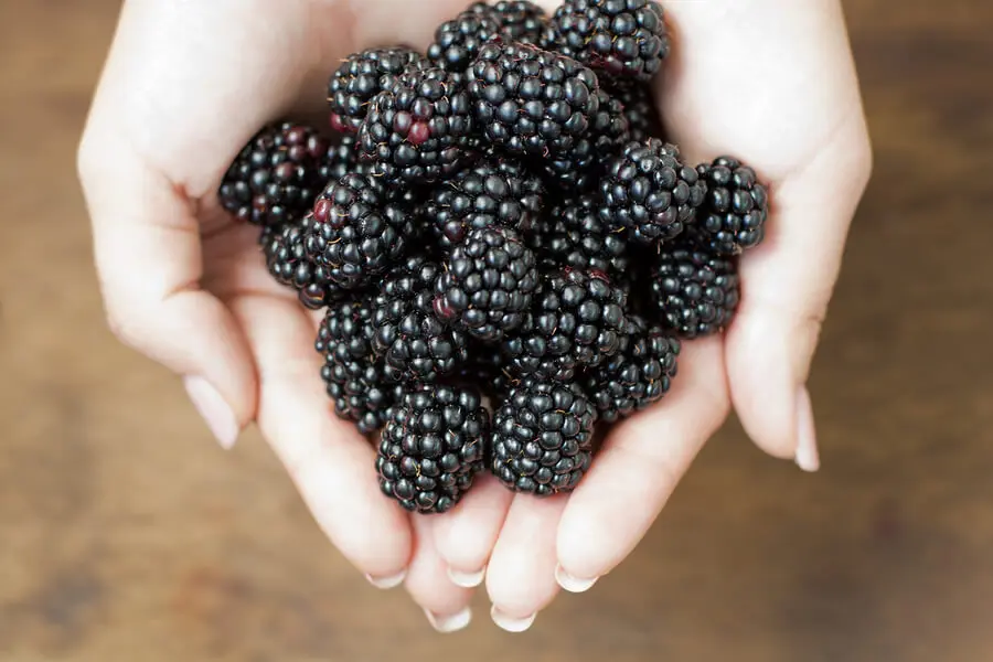 ブラックベリーを食べることの利点 健康
