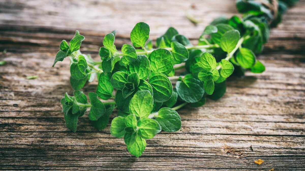 Orégano: beneficios, propiedades y contraindicaciones - Mejor con Salud