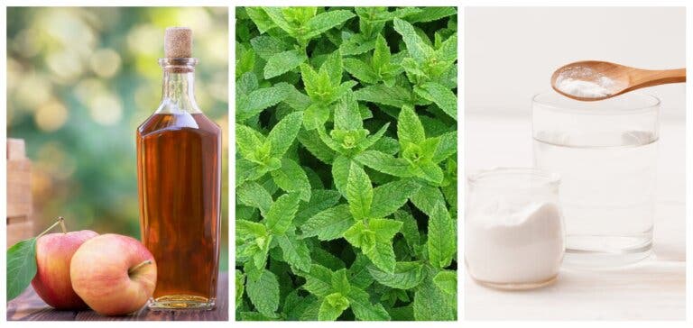 9 ungüentos para tratar picaduras de insectos