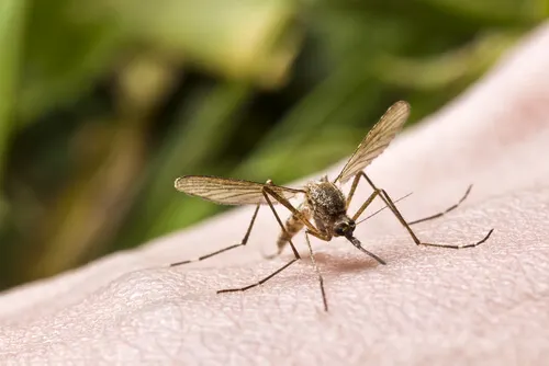 Los remedios naturales más utilizados frente a picaduras de insectos