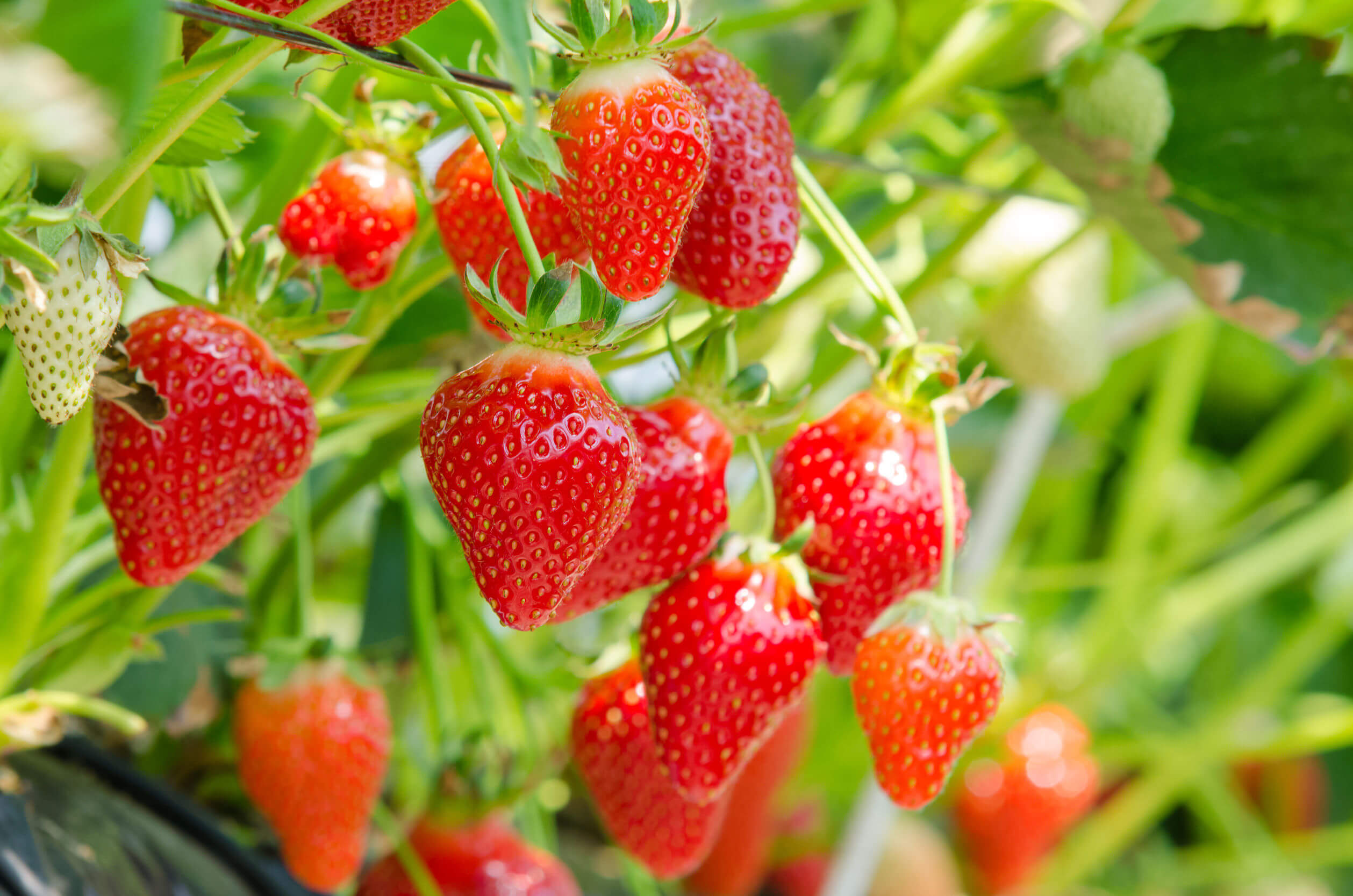 relajado Desde allí preferir Los 9 beneficios que las fresas le aportan a tu salud - Mejor con Salud