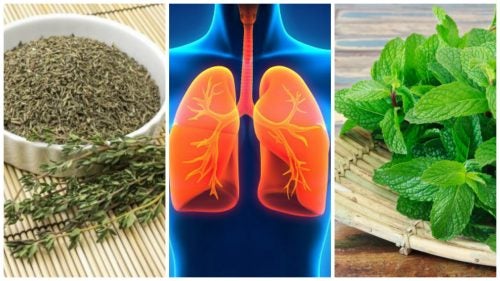 8 hierbas que puedes utilizar para mejorar tu salud pulmonar