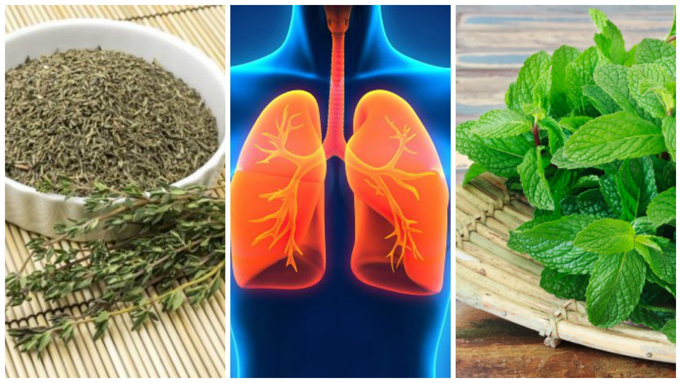 Plantas Medicinales para el Sistema Respiratorio: Un Tesoro Natural para la Salud Pulmonar