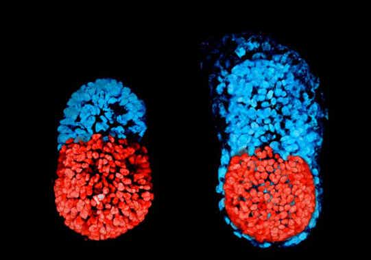 El primer embrión artificial creado a partir de células madre