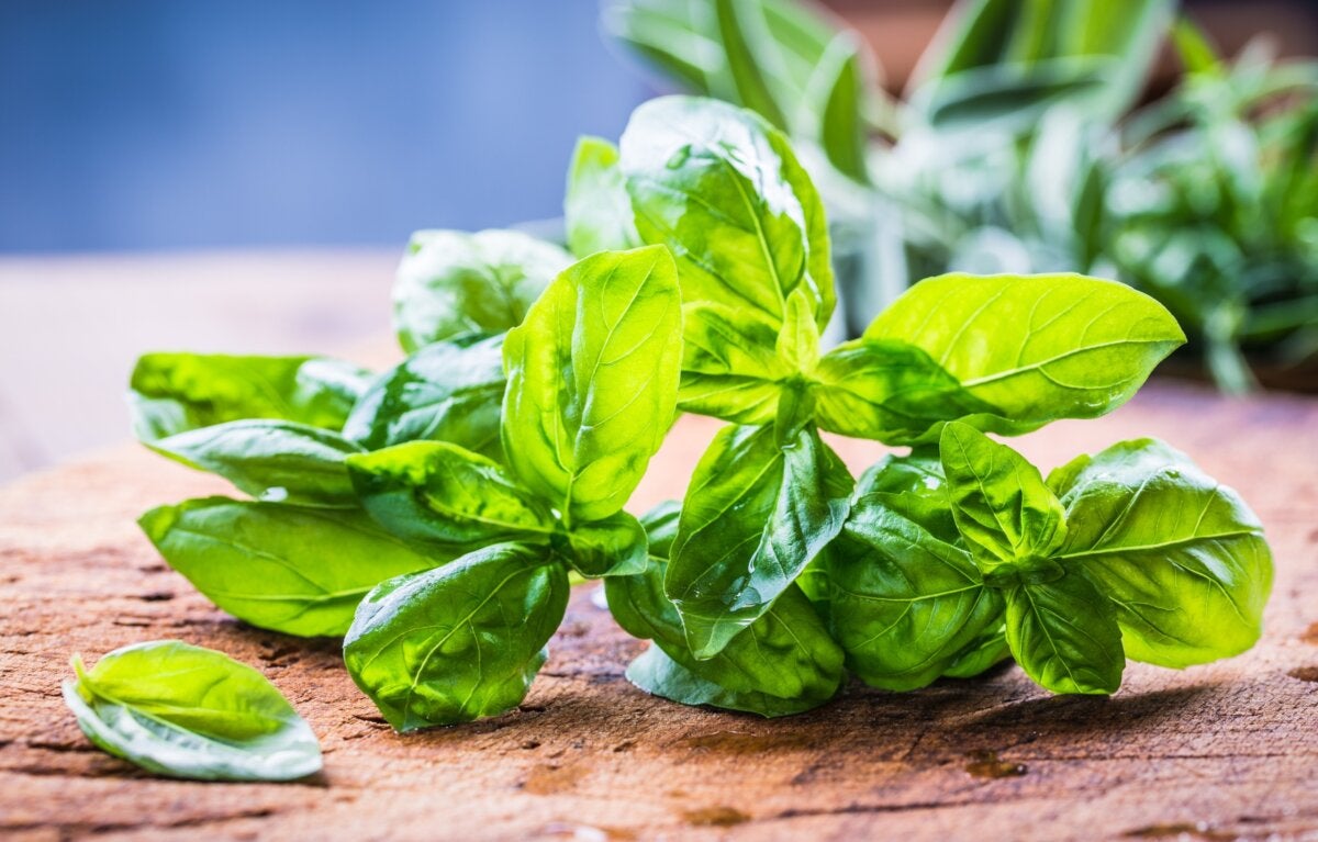 7 beneficios que obtienes por ingerir té de albahaca