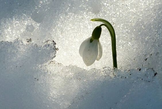 "Sisu", la fabulosa estrategia finlandesa para los momentos difíciles