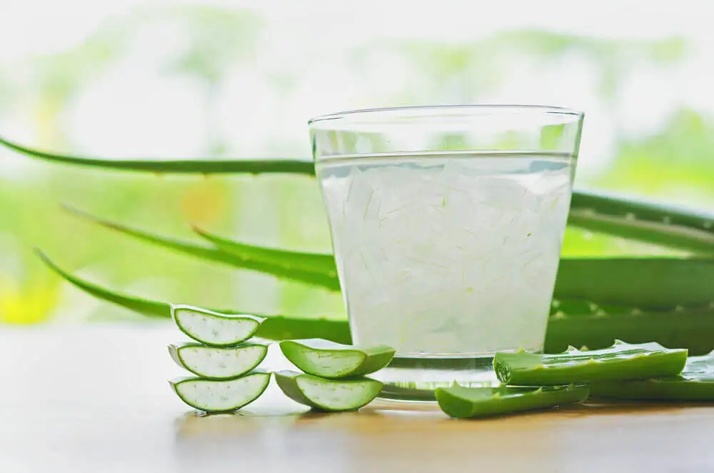 Vaso con aloe vera fresco.