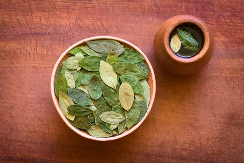 ¿La infusión de hoja de coca brinda beneficios a la salud?