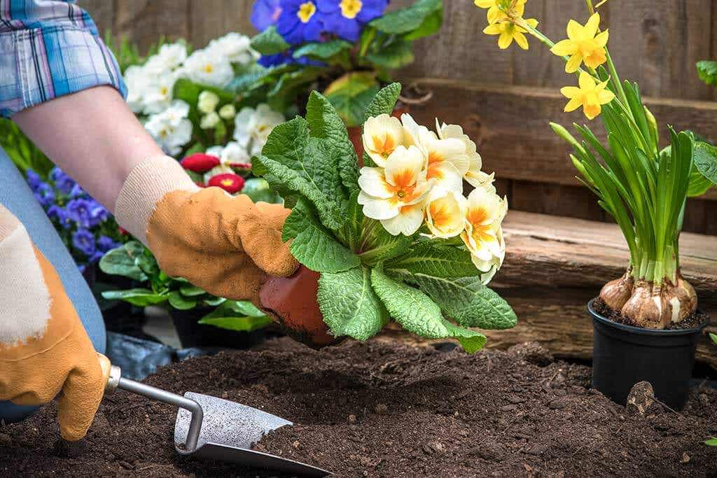 Deja de plantar flores en jardines de personas que no van a regarlas