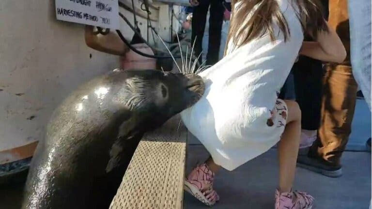 Niña atacada por león marino se enfrenta al riesgo de una peligrosa enfermedad