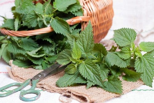 Propiedades para la salud