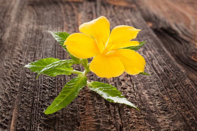 Descubre las propiedades del té de damiana
