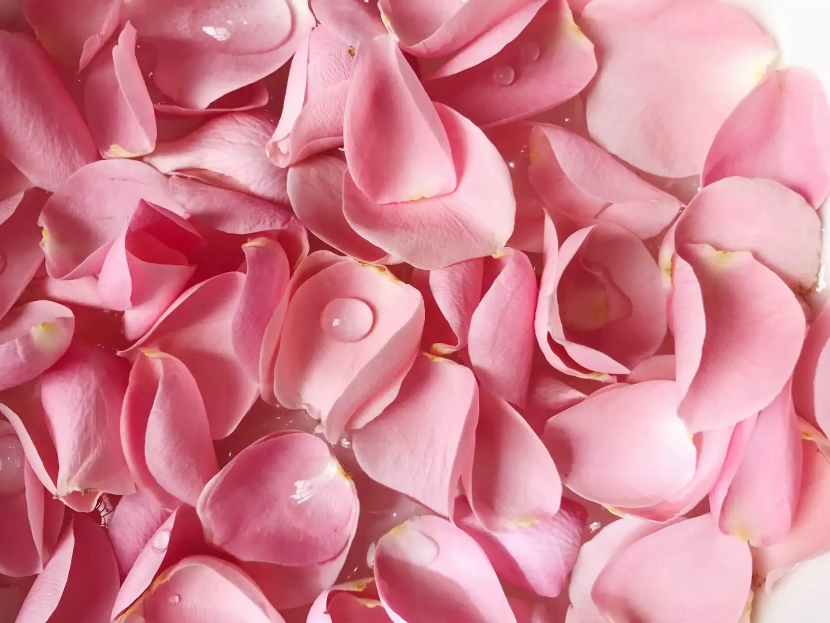 Pétalos de rosas