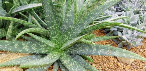Planta de aloe vera junto a suculentas.