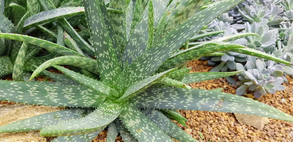 Planta suculenta para jardín al estilo desierto.