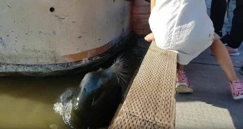 un-leon-marino-arrastra-con-la-boca-a-una-nina-en-un-muelle-de-canada