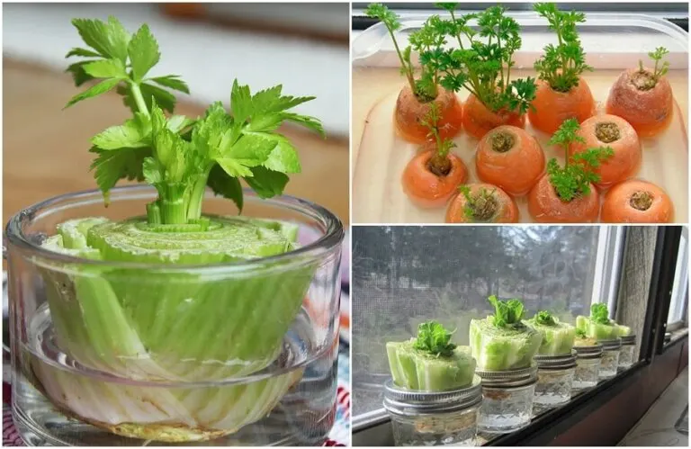 5 vegetales que puedes regenerar con unos simples trucos