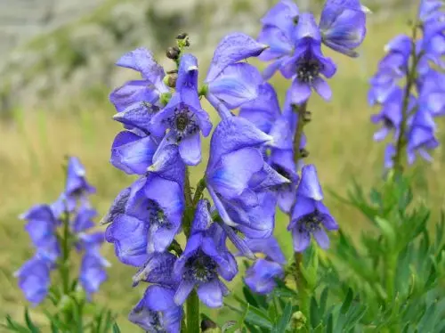 Flor de acónito, una de las plantas tóxicas
