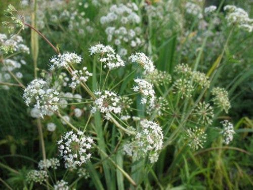Cicuta en el campo