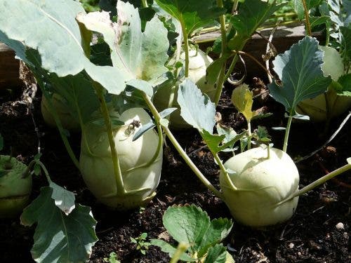 Colinabo o rutabaga