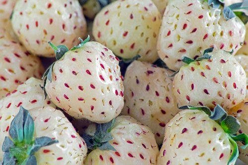 Fresa blanca