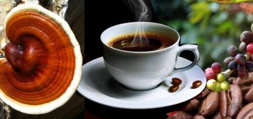 Ganoderma lucidum