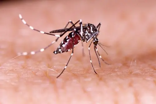 La picadura de mosquito en la piel humana.