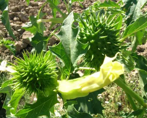 Planta de estramonio