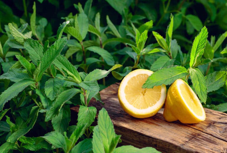 Combate el mal aliento de forma natural con estos 7 remedios