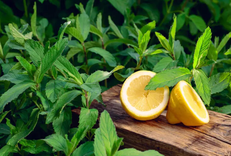 Combate el mal aliento de forma natural con estos 7 remedios