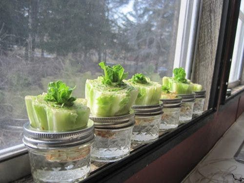 Regenerar lechuga
