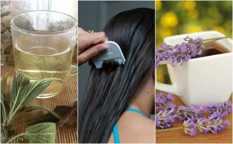 5 remedios herbales para combatir los piojos y liendres naturalmente
