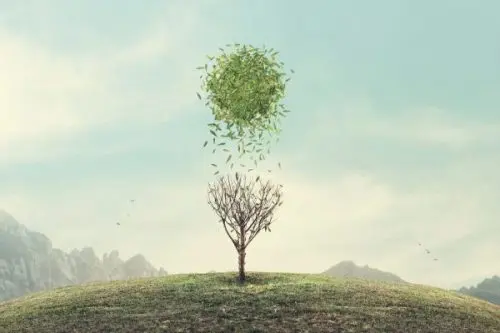 árbol