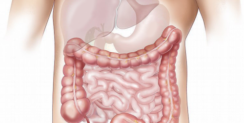 La flora intestinal crea una barrera protectora para nuestro organismo