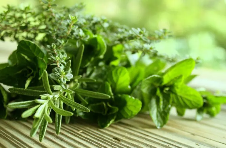 Hierbas aromáticas: el secreto de la cocina mediterránea