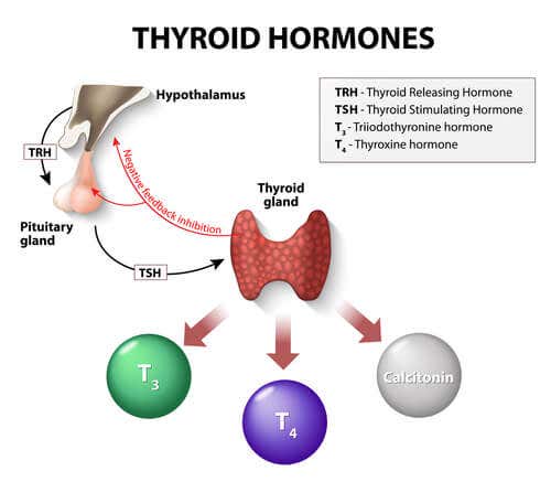 Regulación hormonal del tiroides