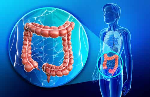 Anatomía y características del intestino grueso o colon