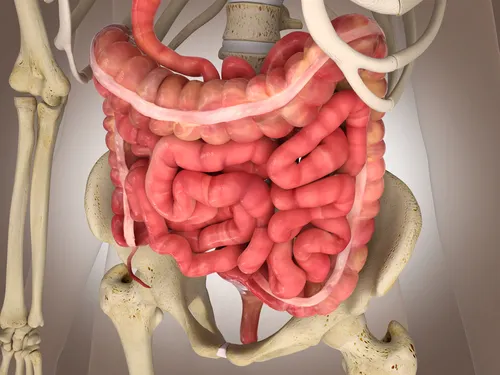 intestino