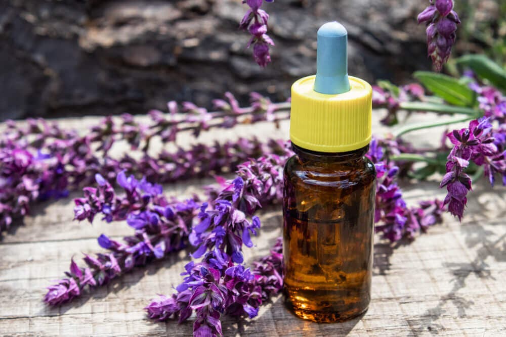 Lavanda