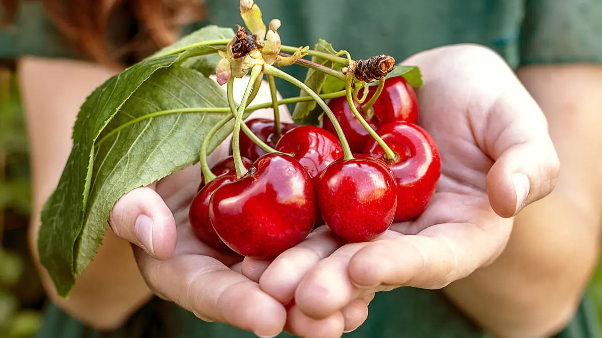 Les cerises sont riches en sucres.
