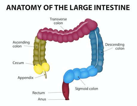 Partes del intestino grueso