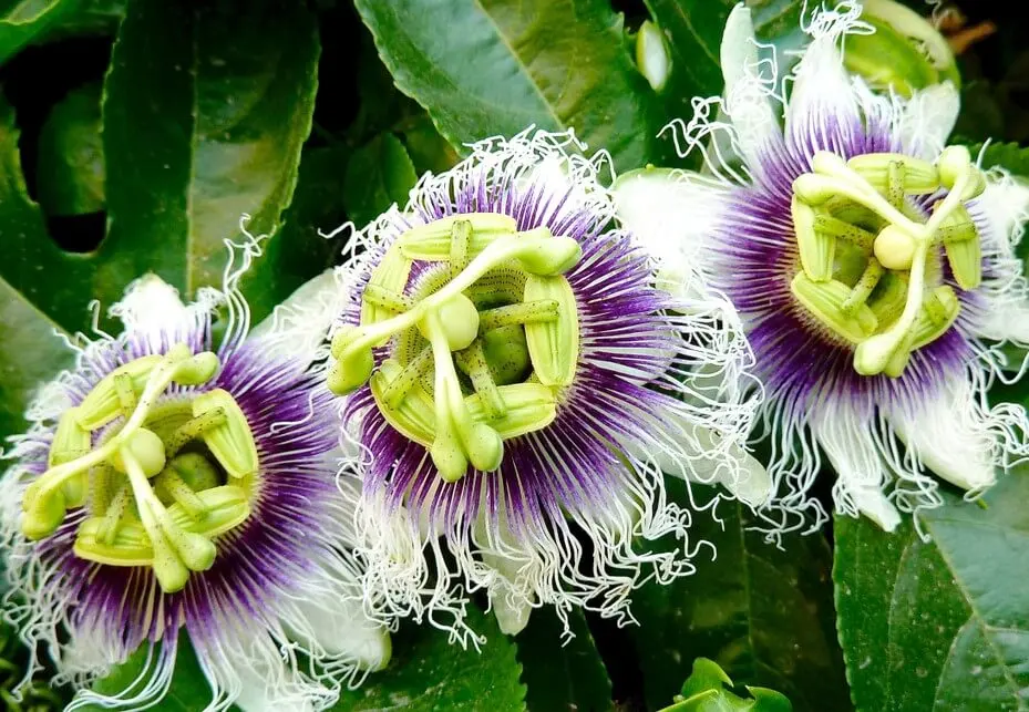 pasiflora para la ansiedad nerviosa
