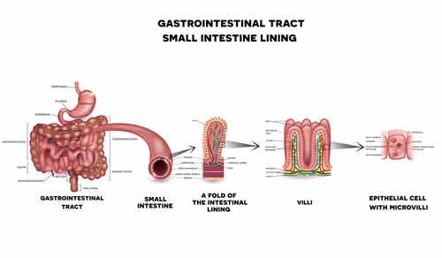 Descripcion anatómica de los componentes del intestino delgado