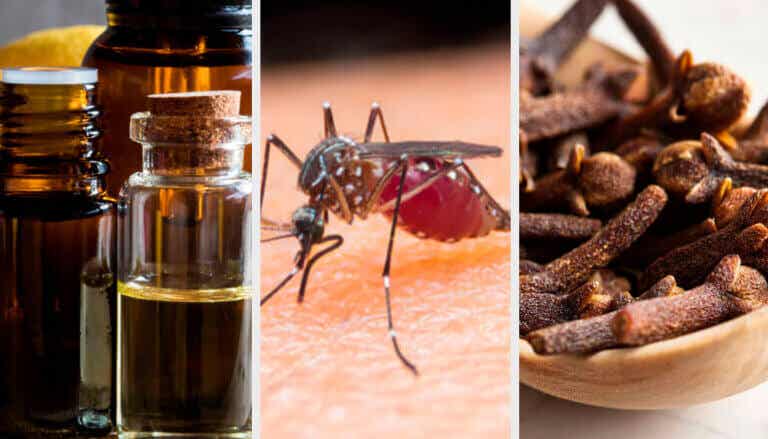 10 aromas que combaten los mosquitos