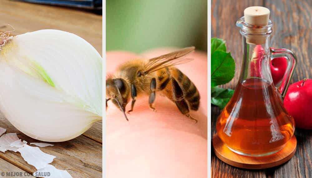 9 remedios caseros para curar las picaduras de abeja